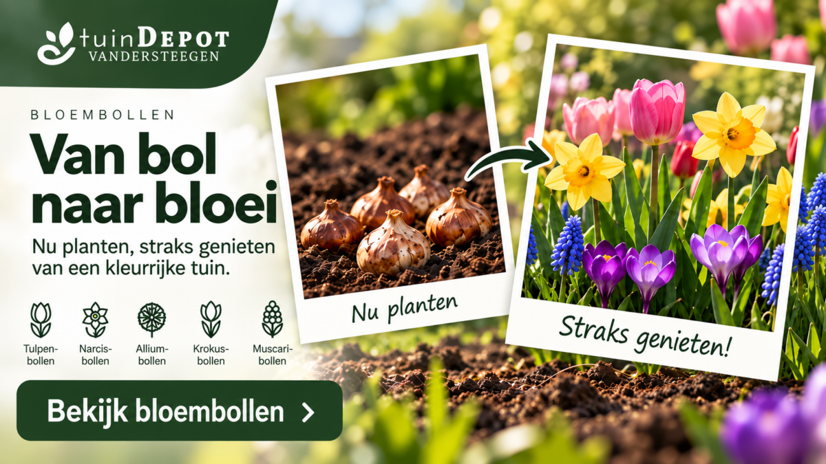 advertentie